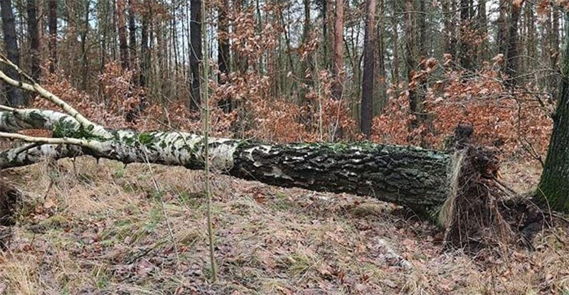 NIEBEZPIECZNE DRZEWA I GAŁĘZIE