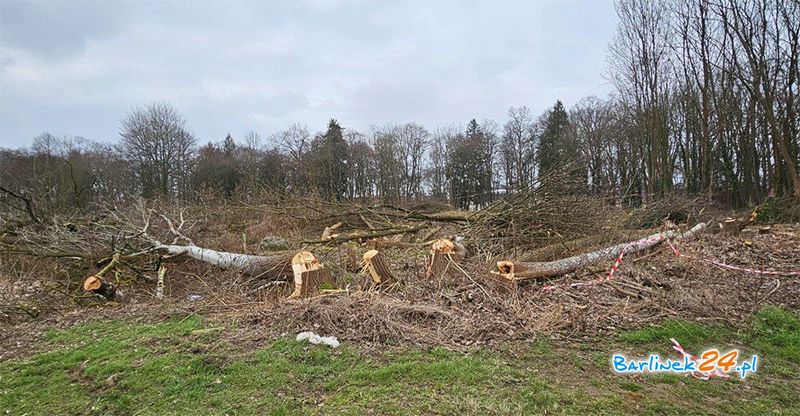 DLACZEGO WYCIĘTO DRZEWA NA TERENIE STAREGO TARTAKU?