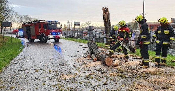 CHROŃMY DRZEWA ROZSĄDNIE